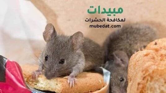 مكافحة الفئران شرق الرياض