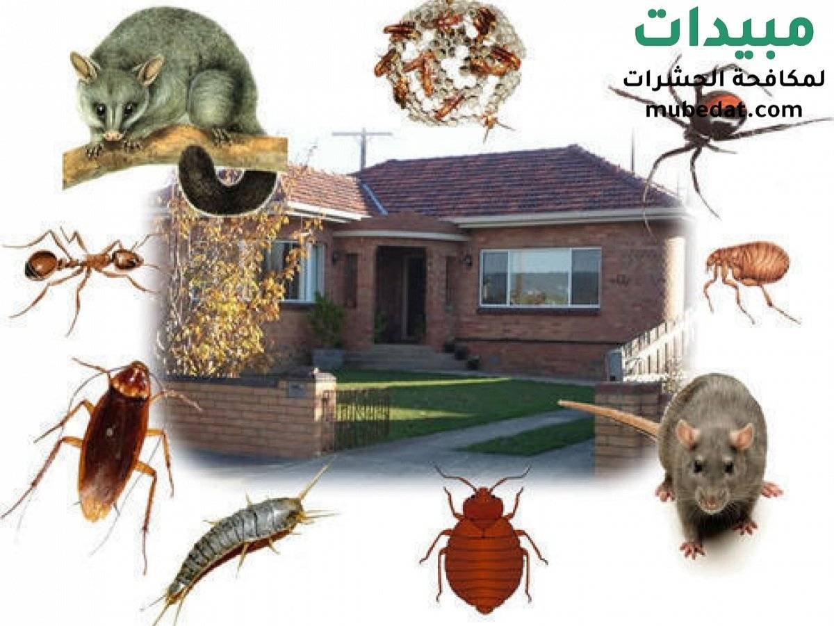 الحشرات المنزلية