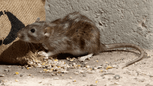مكافحة الفئران شركة مبيدات