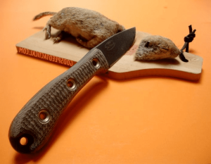 rat & mice control in Riyadh