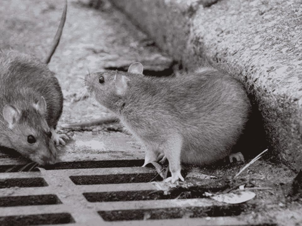طرق التخلص من الفئران والجرذان
