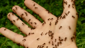 شركة رش مبيدات ومكافحة حشرات بالرياض