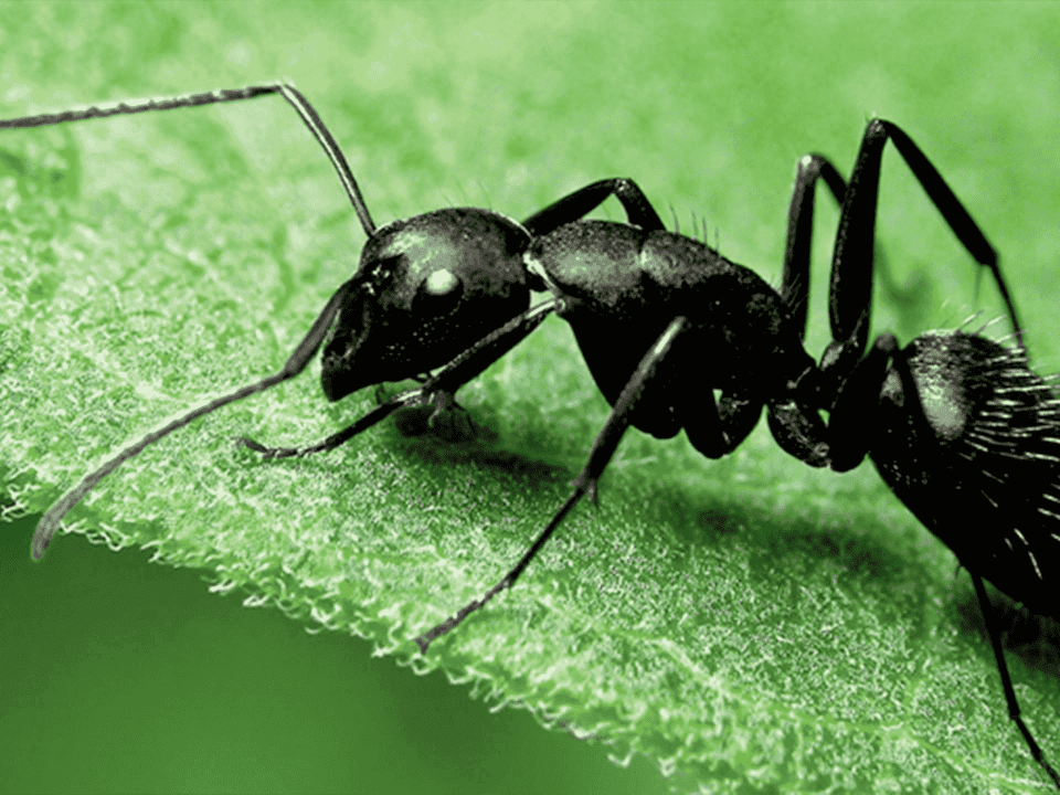 النمل المنزلي وطرق مكافحته