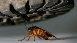 ways to eliminate home cockroaches