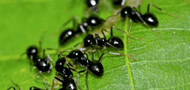 النمل المفيد والنمل الضار