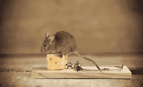 مكافحة الفئران مع الضمان