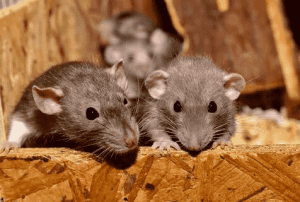 مكافحة الفئران بطرق مبتكرة