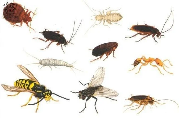 household insects