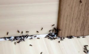 way to control insects