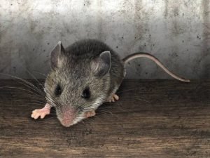 شركات مكافحة الحشرات و الفئران