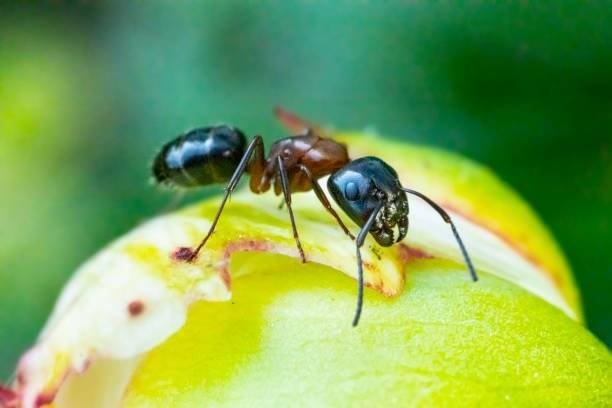 شركات مكافحة النمل