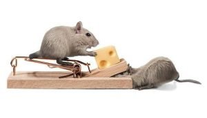مكافحة الفئران والجرذان بالرياض