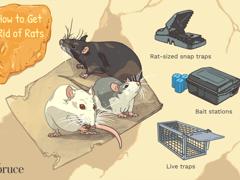 مكافحة الفئران في المدينة المنورة