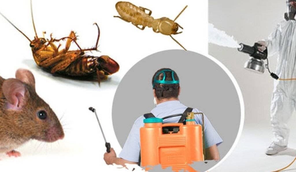 شركة موثوقة لمكافحة الحشرات