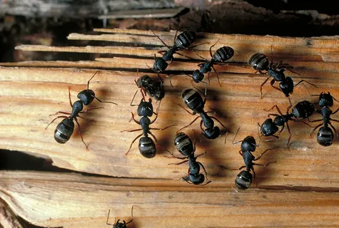 شركة مكافحة النمل المنزلي