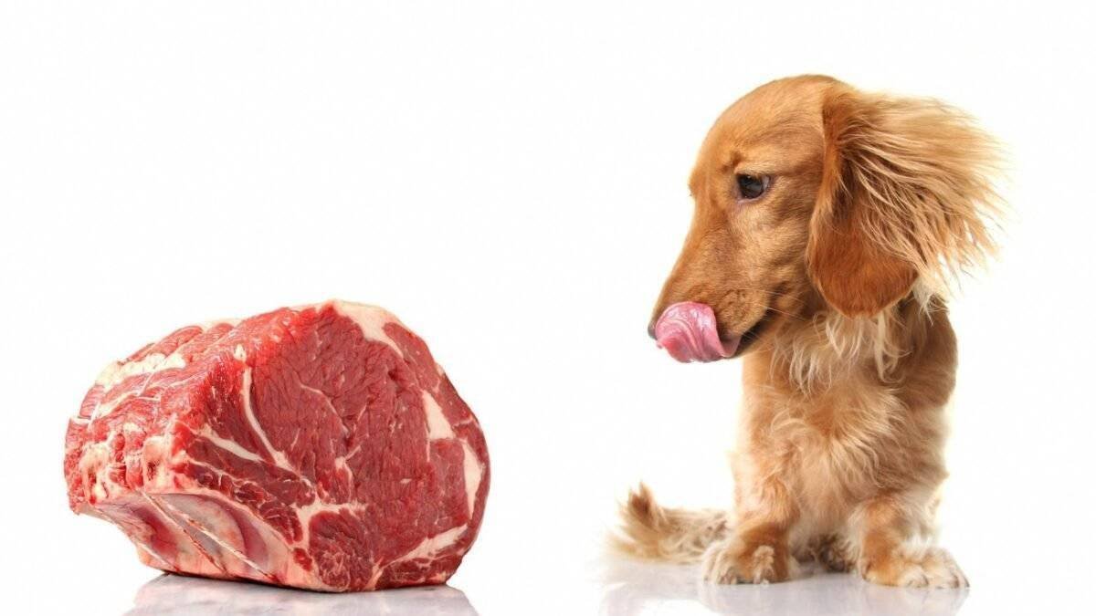 خطورة تعويد الكلاب على اللحوم النية
