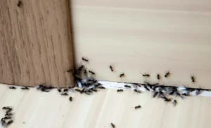 ant-control-services-riyadh-safe-pesticides