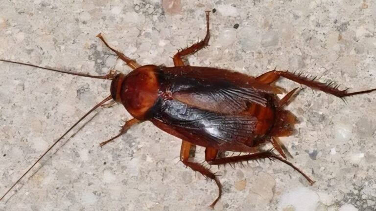 مكافحة الصراصير بالرياض